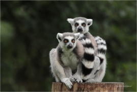 <p>LEMUR KATA (Lemur catta) Zoo Spišská Nová Ves ---- /Ring-tailed lemur - Katta/</p>
